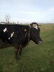 krowa zacielona - 2