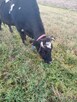 krowa zacielona - 3