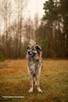 Kochany psiak Jowisz do adopcji 4letni 35kg duży radosny - 4