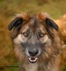 Cudowny psi przyjaciel do pokochania, 4letni 35kg Jowisz - 14