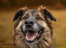 Cudowny psi przyjaciel do pokochania, 4letni 35kg Jowisz - 6