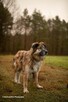 Kochany psiak Jowisz do adopcji 4letni 35kg duży radosny - 3