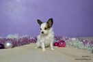 PAPILLON spaniel miniaturowy SUCZKA rodowód ZKWP FCI - 7