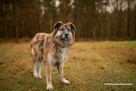 Cudowny psi przyjaciel do pokochania, 4letni 35kg Jowisz - 7