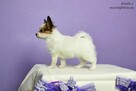 PAPILLON spaniel miniaturowy SUCZKA rodowód ZKWP FCI - 12