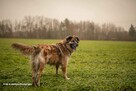 Cudowny psi przyjaciel do pokochania, 4letni 35kg Jowisz - 4