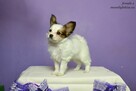 PAPILLON spaniel miniaturowy SUCZKA rodowód ZKWP FCI - 8