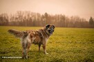Kochany psiak Jowisz do adopcji 4letni 35kg duży radosny - 7