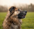 Kochany psiak Jowisz do adopcji 4letni 35kg duży radosny - 6