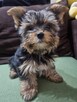 Yorkshire terrier sunia - 3