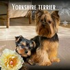 Yorkshire terrier sunia - 1