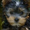 Yorkshire terrier sunia - 2