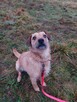 BINGO do adopcji, 4letni 16kg nieduży pozytywny psiak - 4