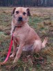Bingo do adopcji, do pokochania 4letni 16kg - 8