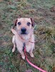 BINGO do adopcji, 4letni 16kg nieduży pozytywny psiak - 6