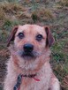 BINGO do adopcji, 4letni 16kg nieduży pozytywny psiak - 9