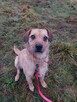 BINGO do adopcji, 4letni 16kg nieduży pozytywny psiak - 8