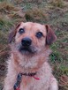 BINGO do adopcji, 4letni 16kg nieduży pozytywny psiak - 2