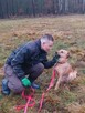 Przekochany psiak Bingo szuka swojej rodzinki 4l. 16kg - 6