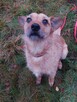 BINGO do adopcji, 4letni 16kg nieduży pozytywny psiak - 12