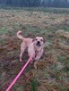 BINGO do adopcji, 4letni 16kg nieduży pozytywny psiak - 3