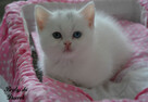 Kot brytyjski kotka biała - 8