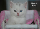 Kot brytyjski kotka biała - 5