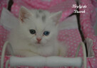 Kot brytyjski kotka biała - 10
