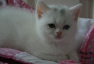 Kot brytyjski kotka biała - 7