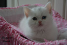 Kot brytyjski kotka biała - 3