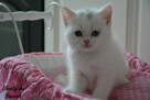 Kot brytyjski kotka biała - 2