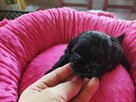 *** Shih Tzu Prześliczne Czarne Maluszki Po Malutkich Rodzic - 11