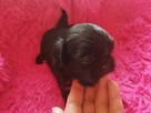 *** Shih Tzu Prześliczne Czarne Maluszki Po Malutkich Rodzic - 7