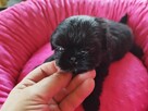 *** Shih Tzu Prześliczne Czarne Maluszki Po Malutkich Rodzic - 6