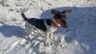 Jack Rassell Terrier pes szczeniak - za darmo - 4