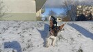 Jack Rassell Terrier pes szczeniak - za darmo - 2