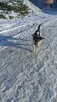 Jack Rassell Terrier pes szczeniak - za darmo - 3
