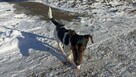 Jack Rassell Terrier pes szczeniak - za darmo - 5