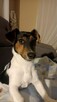 Jack Rassell Terrier pes szczeniak - za darmo - 1