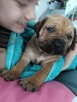 Boerboel dziewczynka Candy. HodowlaWaleczna Abri Fci - 7