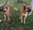 Boerboel dziewczynka Candy. HodowlaWaleczna Abri Fci - 16