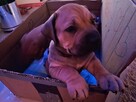 Boerboel dziewczynka Candy. HodowlaWaleczna Abri Fci - 6