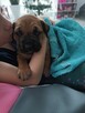 Boerboel dziewczynka Candy. HodowlaWaleczna Abri Fci - 9