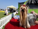 Yorkshire terrier FCI - 3