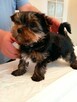 Yorkshire terrier FCI - 2