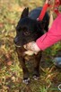 Syriusz do adopcji - 2