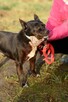 Syriusz do adopcji - 6