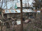 Usługi ogrodnicze przycinanie drzewek krzewów koszenie trawy - 4