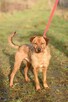 Niuniuś do adopcji - 9