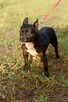 Syriusz do adopcji - 4